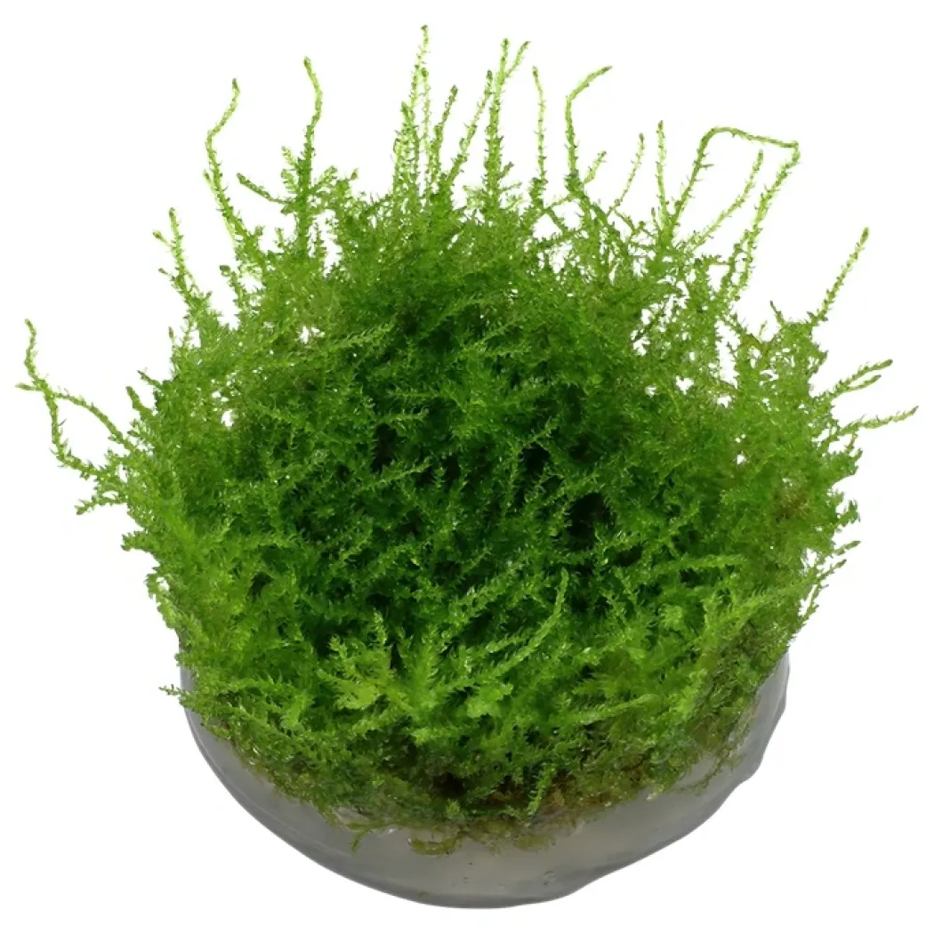 Tropica Vesicularia dubyana Christmas 1-2-GROW
