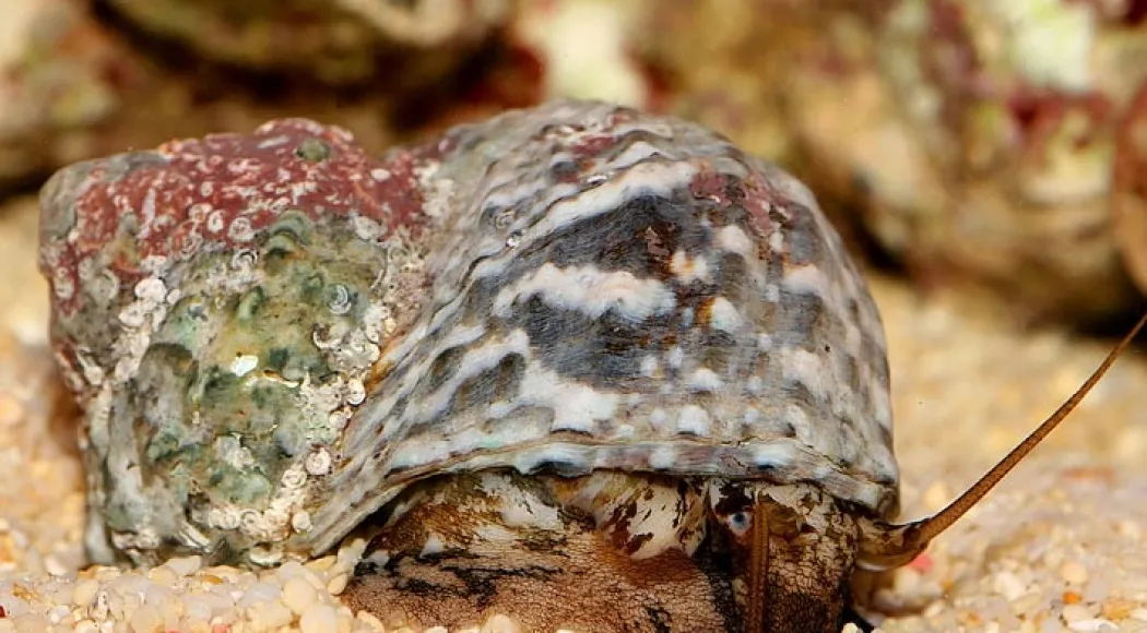 Turbo brunneus M