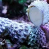 Turbosnegl (Tectus fenestratus) Kæmpe snegl