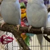Undulat unge (Melopsittacus Undulatus)