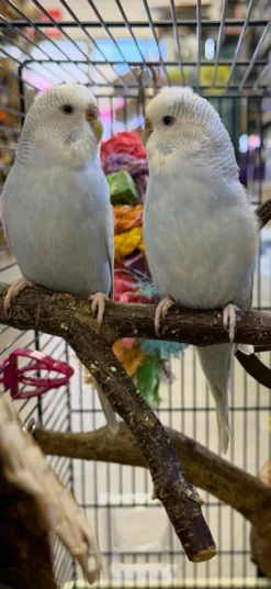 Undulat unge (Melopsittacus Undulatus)