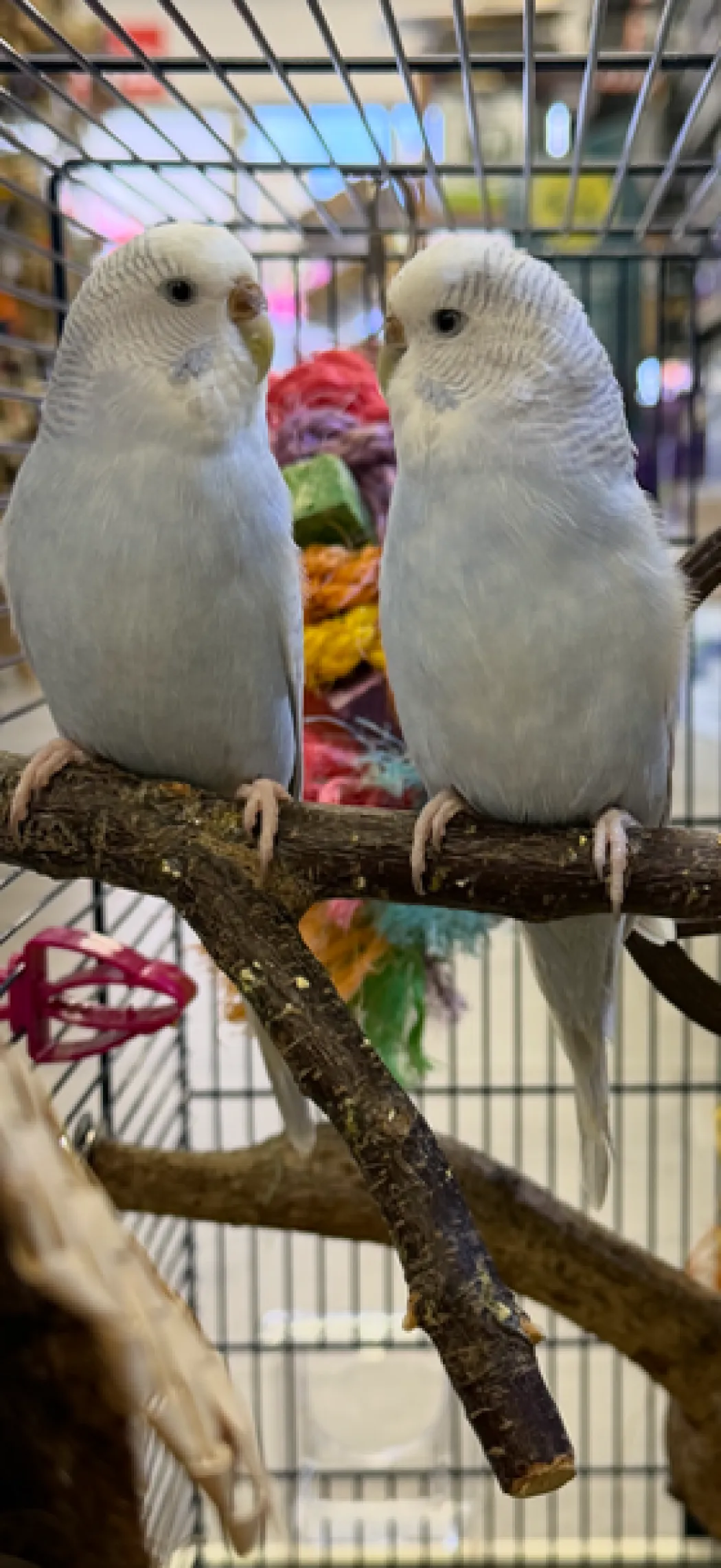 Undulat unge (Melopsittacus Undulatus)