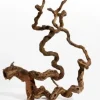 Vinrankerod 40-70 cm (Winewood)