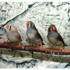 Zebrafinke hun (Taeniopygia guttata)