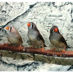 Zebrafinke hun (Taeniopygia guttata)