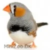 Zebrafinke (Taeniopygia guttata)